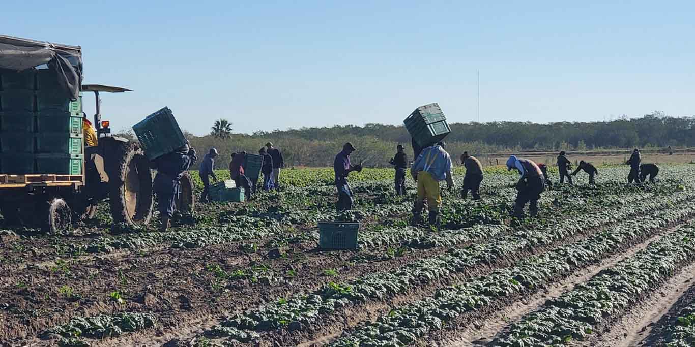 A photo of about 15 farm workers tending a field of small greens. Many workers are standing amongst the rows of ankle high produce reaching toward the plants on the ground ground and a few lifting large produce bins from a tractor on the left of the image. The weather is clear and bright with a cloudless sky.