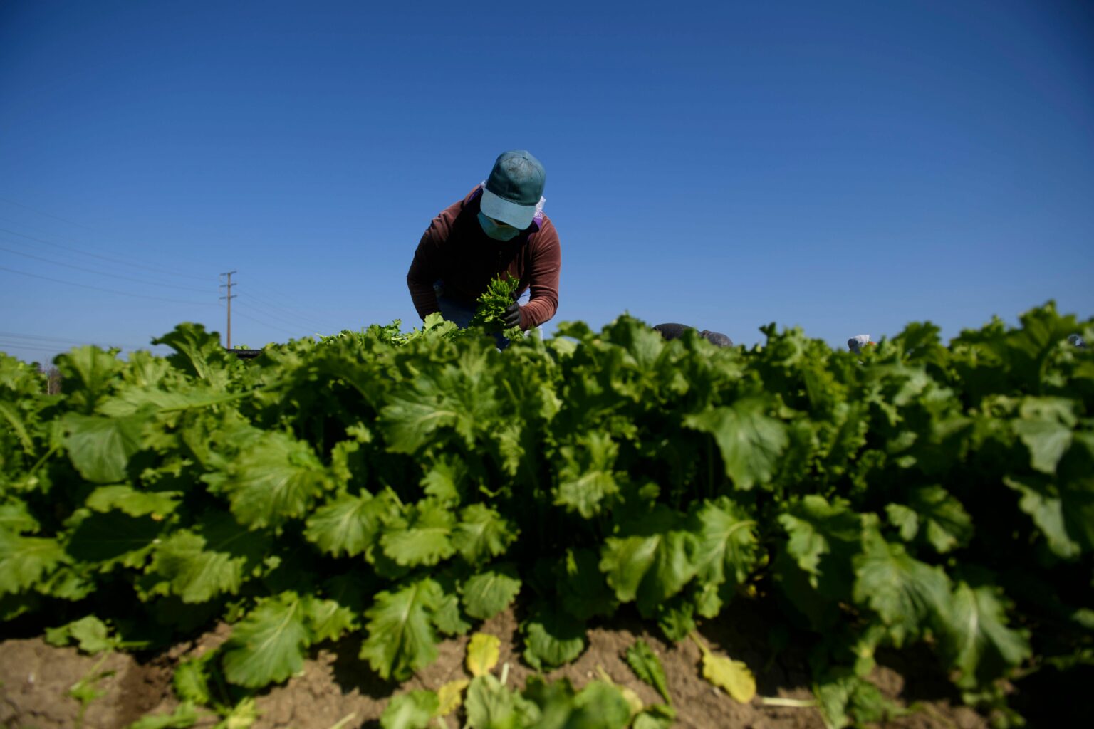 A farmworker wears a face mask while harvesting curly mustard in a field on Feb. 10, 2021 in Ventura County, California. Credit: Patrick T. Fallon/AFP via Getty Images